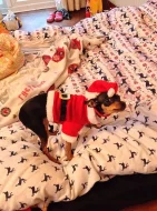 Štěňátka trpasličího pinče